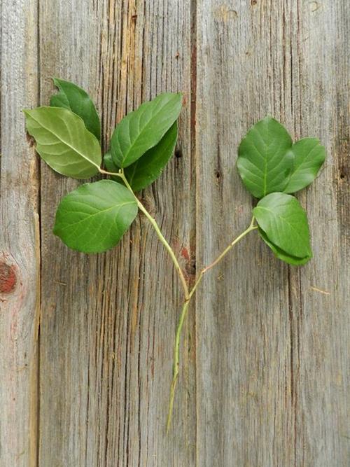 SALAL TIPS  GREENS